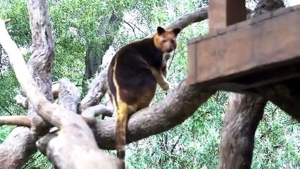 Connaissiez-vous le 'kangourou des arbres' ? Découvrez le moment rare ou le bébé sort de la poche !