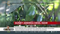 Güney Amerika değil Iğdır