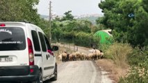 Hatay’daki yangın kısmen kontrol altında