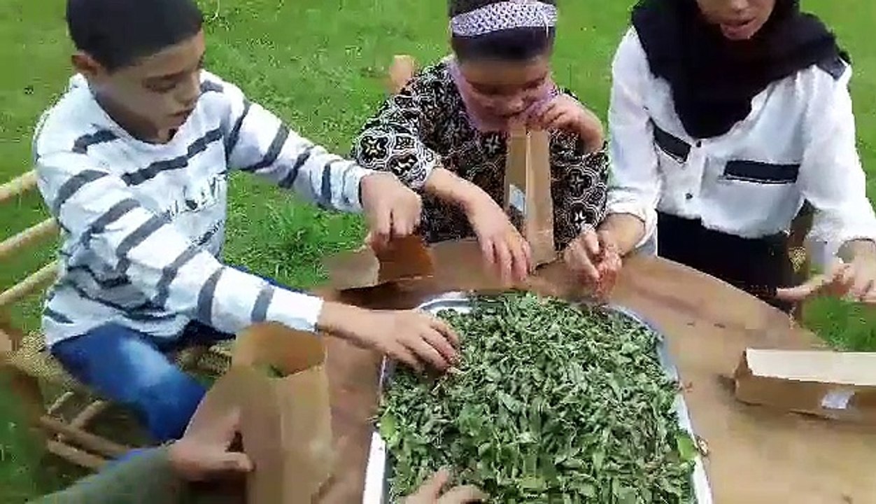 Les tables de mise en sachets de la menthe pomme et de la menthe Pouliot