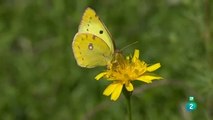 MARIPOSAS LAS HIJAS DEL SOL - DOCUMENTAL