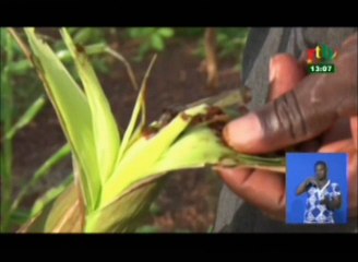 RTB/Lutte contre les chenilles légionnaires