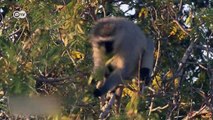 South Africa’s Kruger National Park - fighting poachers and disease