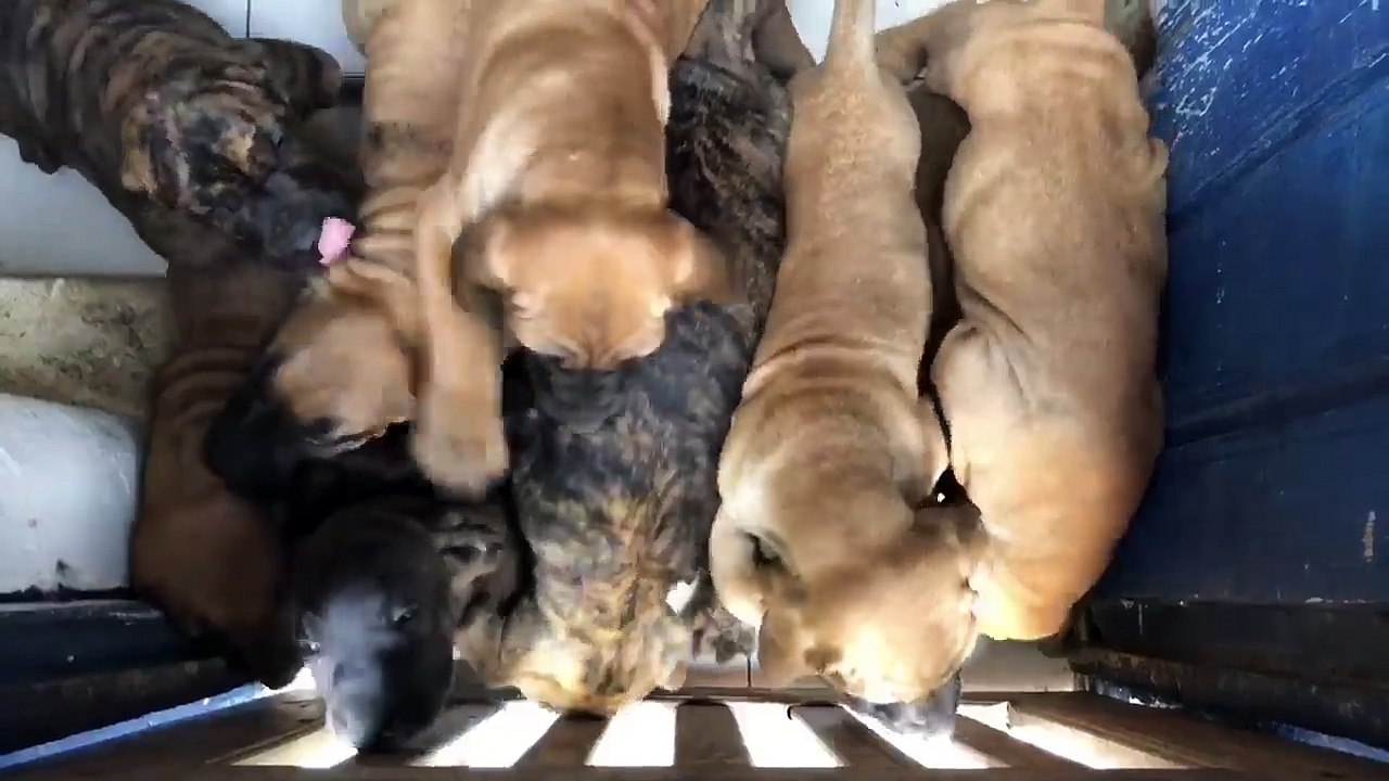 FILA BRASILEIRO puppies