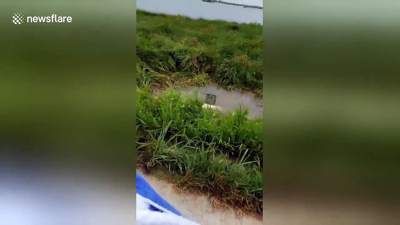 Alligator devours one of its own in Florida lake