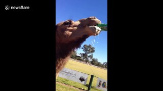 Bruce the camel sinks a cold can of beer