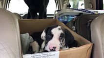 Great Dane puppy goes on first road trip with new family