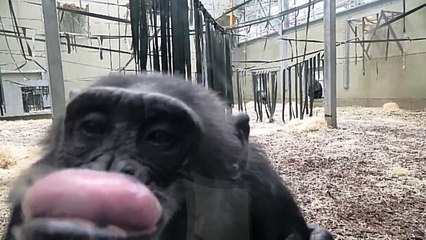 Chimpanzee makes funny faces at her own reflection