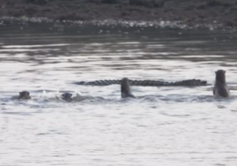 Otter Family Were Otter-ly Determined to Escape From This Enormous Crocodile