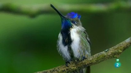 ANIMALES DE ALTO VUELO  - DOCUMENTAL