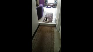 French Bulldog thwarted by tiny barrier