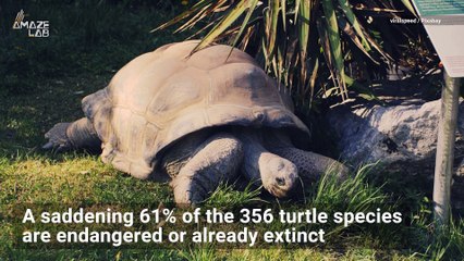 The World's Turtles Are Disappearing, Here's Why That's Scary
