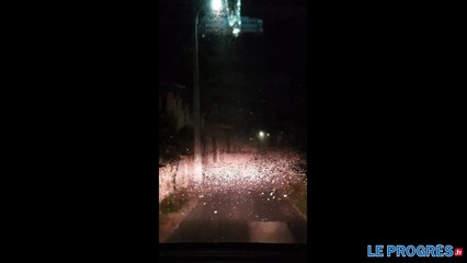 Pyrale du buis : les habitants du Haut-Bugey n'en peuvent plus