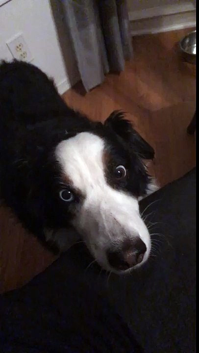 All this dog wanted was just one chip