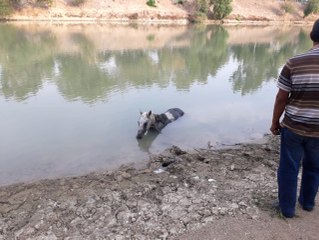 Nehre Düşen Atı İtfaiye Ekipleri Kurtardı