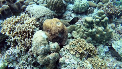 Sardine Run with Maddy