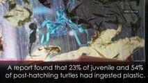 Young turtles more at risk of death from ingesting plastic