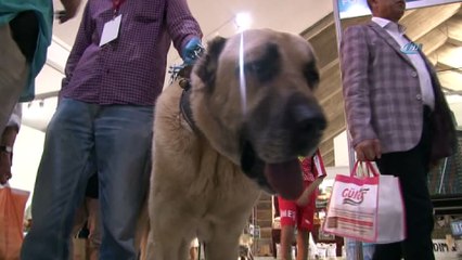 Ankara'da Sivas Günleri