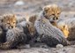 Six Adorable Cheetah Cubs Born at Taronga Western Plains Zoo Are Picture of Health