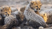 Six Adorable Cheetah Cubs Born at Taronga Western Plains Zoo Are Picture of Health