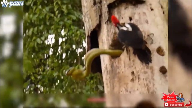 Cet oiseau courageux n'a pas peur des serpents