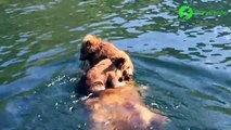 2 oursons posés tranquillement sur le dos de maman qui nage