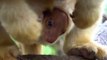 Images très rares d'un bébé kangourou des arbres qui sort de la poche de maman