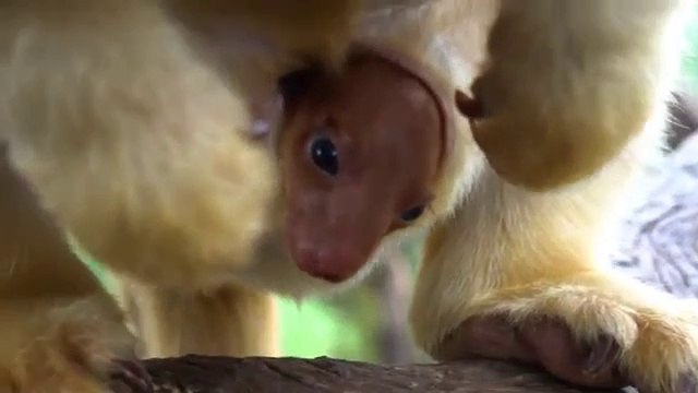 Images très rares d'un bébé kangourou des arbres qui sort de la poche de maman