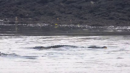 Cette loutre évite de peu d'etre mangée par un crocodile