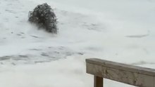 High Surf at Kure Beach Washes Away Old Christmas Trees Used to Maintain Dunes