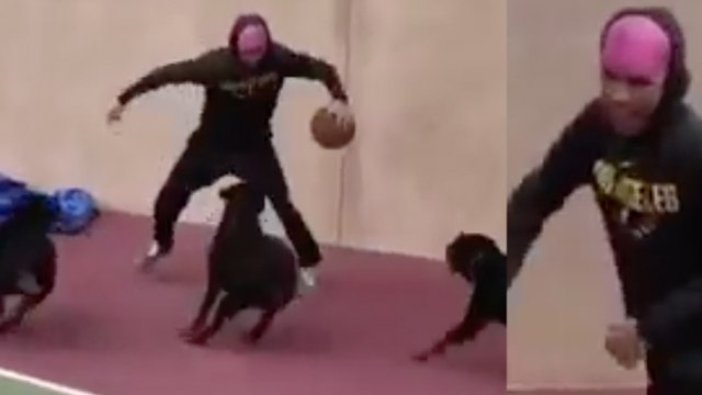 LaMelo Ball Tries Dunking on Lonzo's Huge Dogs