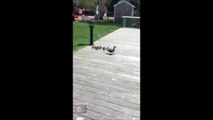 These adorable ducklings doing bombs into a pond with their mom