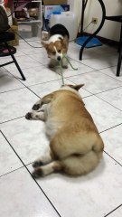 Corgi Tug-O-War