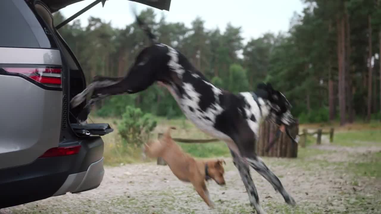 Landy & Rover's Next Adventure