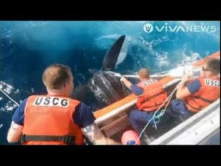 Penjaga Pantai Selamatkan Penyu Raksasa dari Jerat Tali Pancing