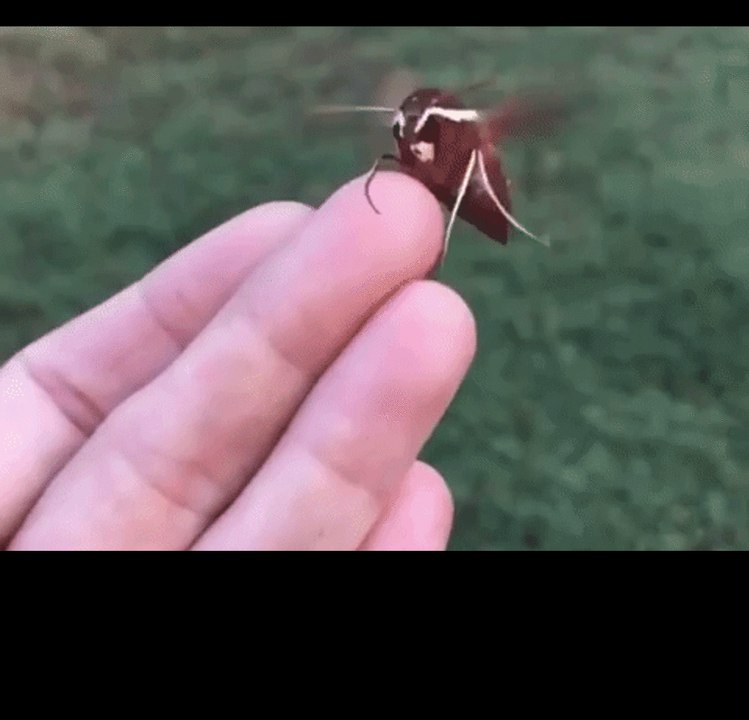 Hawk Moth Spreads Wings Before Making Dramatic Exit