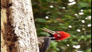 Snap Bird fight Using Animal Cage