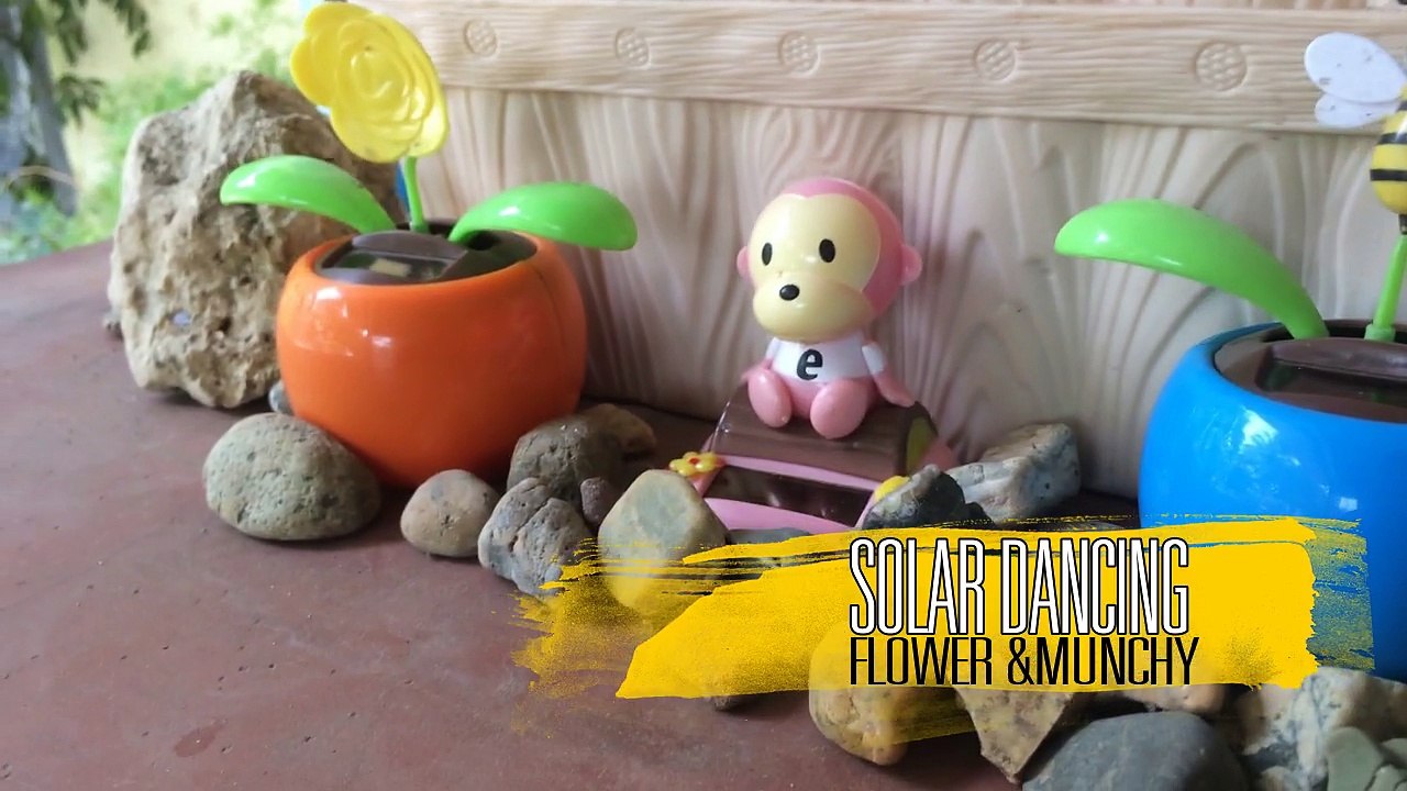 Solar Dancing  flowers