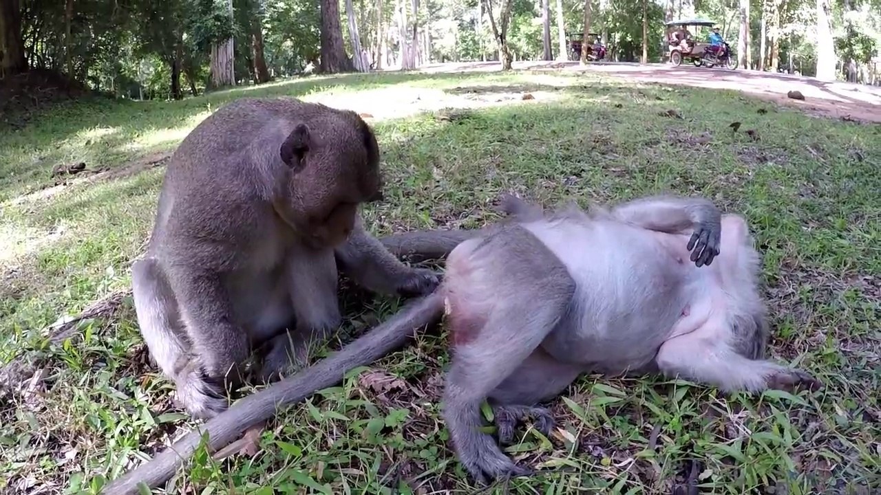 Funny Monkey VIDEOS - Drôle de singe (4)