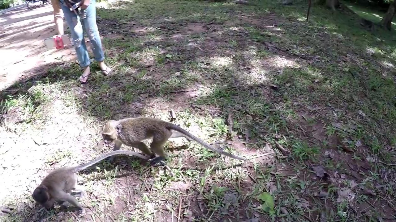 Funny Monkey VIDEOS - Drôle de singe (3)