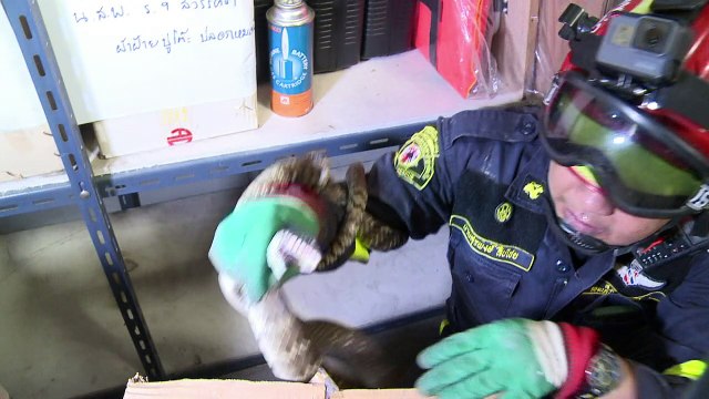 A Bangkok, des pompiers reconvertis en chasseurs de serpents