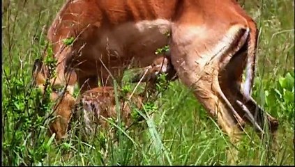 Baby Animal Tales - First Breath