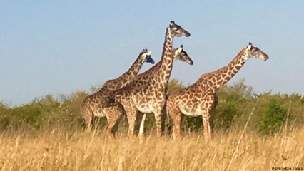 طرق تجسس لحماية الفيلة في كينيا