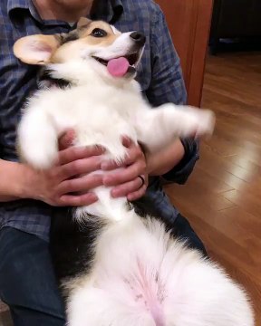 Happy puppy enjoying belly rubs