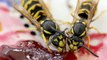 WASP CONTROL & WASP NEST REMOVAL LONDON UK ~ GET RID OF WASPS ~ EMPIRE PEST CONTROL LONDON