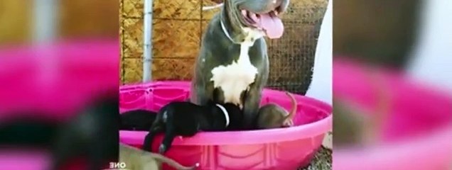 Save Our Shelter S02E04 Lost & Found Dogs USA Network
