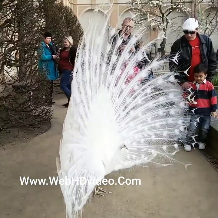White Peacock