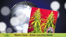 E Cannabis Strains - Cannabis Strain Series