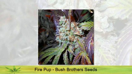 Cannabis Strains Series - F cannabis strains