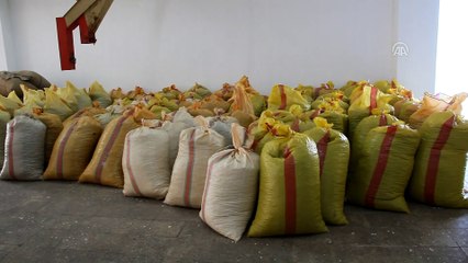 Türkiye en fazla fındığı Almanya'ya sattı - GİRESUN